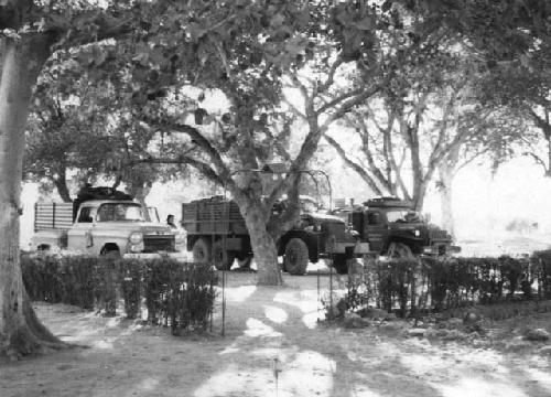 Expedition trucks parked under a tree