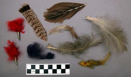 Assorted loose feathers