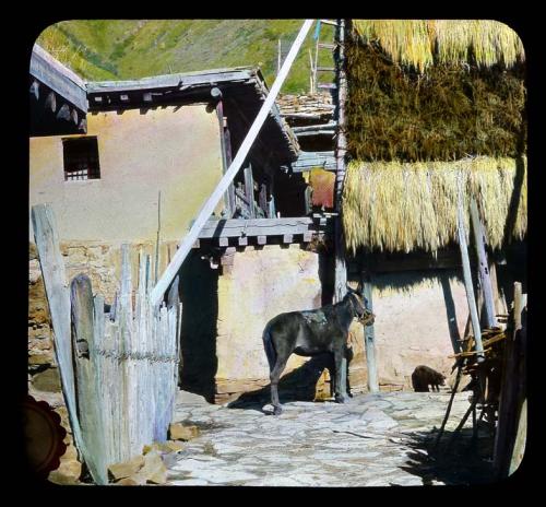 Lantern slide of donkey outside building, hand-colored