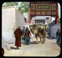 Lantern slide of people with laden camel, hand-colored