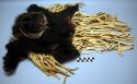 Square bag of black bear cub skin. The legs form ornaments at the corners and t