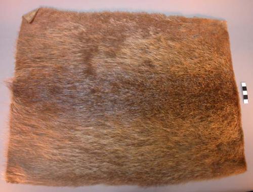 Nutria pelts taken from blankets used by natives