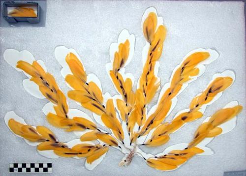 Pendant of 4 strands of yellow wakamaiyu feathers attached with wax to+