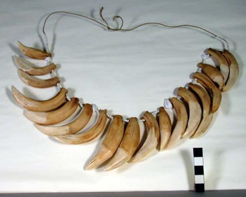 Necklace of teeth and glass beads