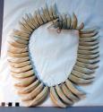 Tooth necklace - tiger and bush hog teeth drilled at bases and strung +