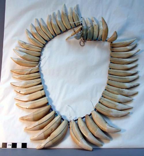 Tooth necklace - tiger and bush hog teeth drilled at bases and strung on vegetable fiber with three blue beads between each one.