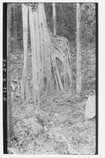 Wild fig. growing on top of Stela 41. Top of left side of Stela 39 in foreground