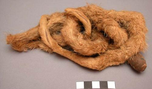 Strip of otter skin with snake head from medicine kit.