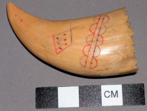 Ornamented teeth (2)