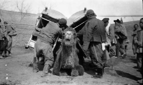 Loading a camel