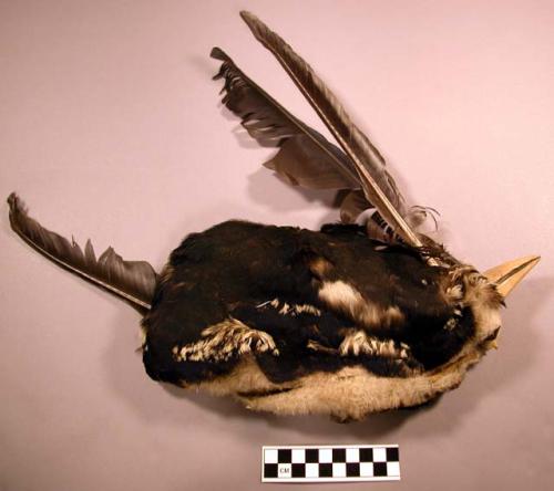 Loon skin headdress