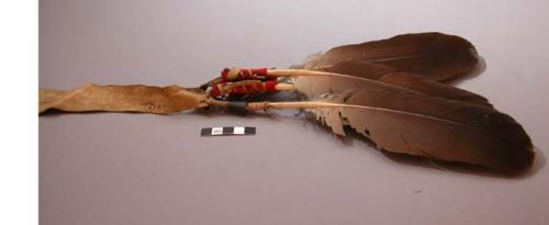 Sioux feather ornament. Five feathers attached to strip of hide.