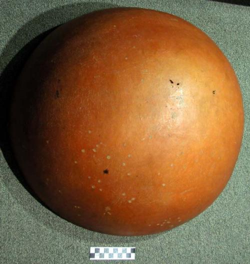 Very large calabash