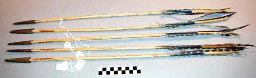 Set of 5 arrows--blue tips, long iron points