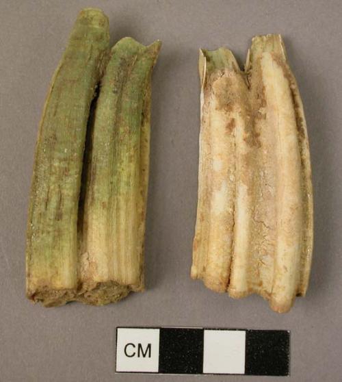 Organic, bone, faunal remains, animal molars