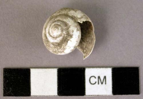 Organic shell, snail